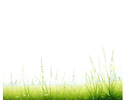 Wild nut grass, lush green blades, delicate white flowers, slender stems, gentle swaying motion, morning dew drops, soft warm sunlight, 3/4 composition, shallow depth of field, natural texture, vibran