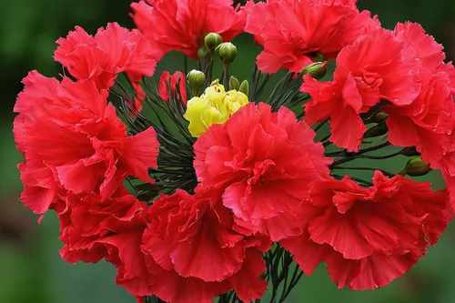 Write a poetic description of a Turkish carnation, highlighting its vibrant colors and delicate fragrance.,red carnations,carnation of india,pentecost carnation,peacock carnation,red ranunculus,spring