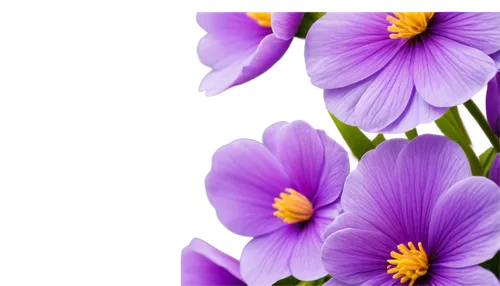 flowers png,anemone purple floral,flower background,crocuss,purple crocus,crocus flowers,crocuses,violet flowers,spring crocus,saffron crocus,cretan crocus,crocus,purple flowers,floral digital background,anemone japonica,flower purple,violet chrysanthemum,spring background,tulipan violet,purple wallpaper,Illustration,American Style,American Style 01