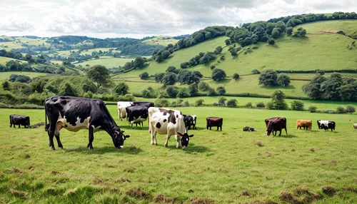 allgäu brown cattle,holstein cattle,cows on pasture,simmental cattle,tyrolean gray cattle,galloway cattle,dairy cows,cow herd,dairy cattle,livestock farming,cows,galloway cows,allgäu kässspatzen,domes