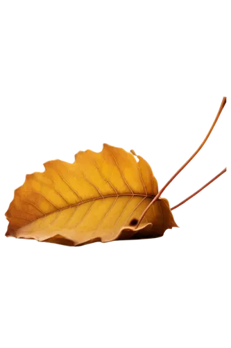 Falling object, solo, autumn season, brown leaf, curled up shape, soft focus, shallow depth of field, gentle movement, slow motion, warm lighting, cinematic composition, 3/4 view, transparent backgrou