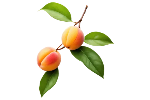 apricots,flower bud,kumquat,tangerine tree,the flower buds,apricot,magnoliaceae,spring leaf background,flower buds,fruit blossoms,tulpenbaum,flowers png,peach flower,tulip background,persimmon tree,tangerine fruits,flower background,apocynaceae,budding,orange flower,Illustration,Paper based,Paper Based 16