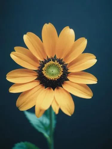 yellow gerbera,sunflower lace background,small sun flower,helianthus,yellow calendula flower,african daisy,yellow flower,yellow petals,yellow chrysanthemum,rudbeckia,daisy flower,black-eyed susan,sout