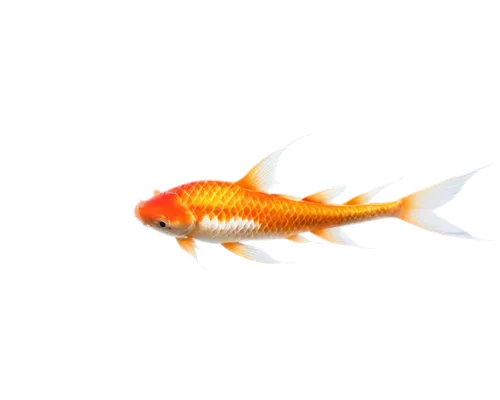 arowanas,arowana,garridos,koi fish,dragonfish,koi,red fish,lanternfish,guardfish,sarcopterygian,flaming torch,cavefish,small fish,swordtail,dartfish,barracuda,karp,hawkfish,forest fish,fish skeleton,Photography,Fashion Photography,Fashion Photography 17