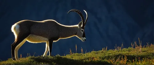 Did you know that the mountain goats in Glacier National Park are more closely related to gazelles and African antelope?  Who...,gemsbok,kudu,common eland,goat-antelope,kudu buck,alpine ibex,mountain 