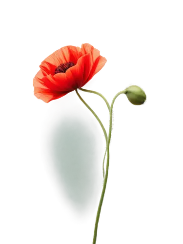 klatschmohn,red poppy,poppy flower,red flower,red gerbera,red ranunculus,gerbera flower,red carnation,gerbera,red anemone,poppy plant,flowers png,poppy red,ranunculus red,red petals,flower wallpaper,red poppy on railway,papaver orientale,flower background,mohn,Illustration,Abstract Fantasy,Abstract Fantasy 16