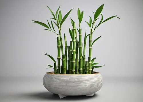 lucky bamboo centerpiece 3D model,sweet grass plant,sansevieria,ikebana,plant pot,potted plant,androsace rattling pot,bamboo plants,citronella,potted palm,garden pot,pot plant,wooden flower pot,housep