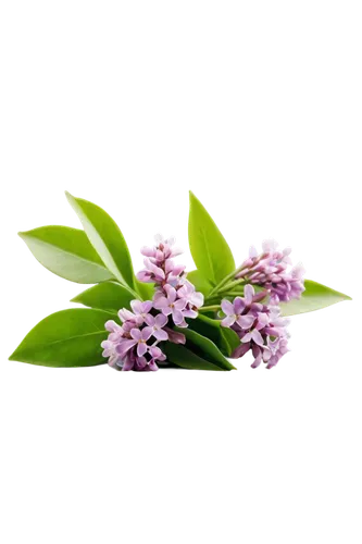 flowers png,small-leaf lilac,flower background,valeriana,syringa,lilacs,lilac flower,polygonum,pink hyacinth,lilac flowers,common lilac,daphne flower,flower wallpaper,spring background,lilac blossom,floral digital background,white lilac,spring leaf background,fragrant flowers,pink floral background,Illustration,Retro,Retro 01