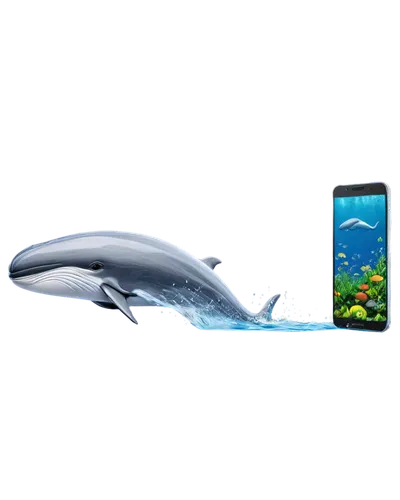 dolphin background,underwater background,aquos,underwater landscape,bottlenose dolphins,dolphins in water,blue whale,mobile video game vector background,ocean background,cetacea,oceanic dolphins,two dolphins,aquatic animals,wet smartphone,tursiops,baleine,bottlenose dolphin,touchwiz,touchscreens,lures and buy new desktop,Photography,Black and white photography,Black and White Photography 12