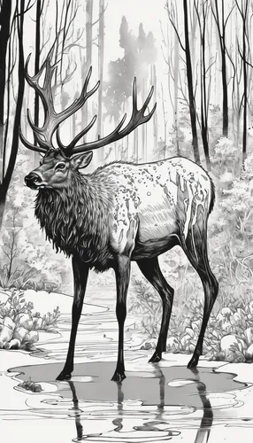 deer illustration,deer drawing,winter deer,stag,forest animal,manchurian stag,deer,whitetail,cervus elaphus,deers,deer in tears,european deer,elk,dotted deer,red deer,forest animals,caribou,christmas deer,antler,male deer,Illustration,Black and White,Black and White 34