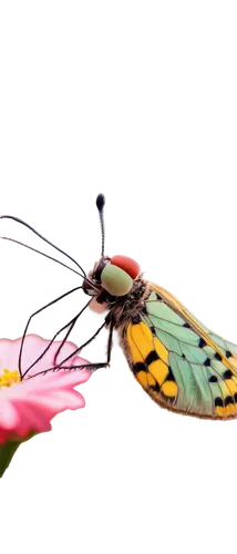 butterfly isolated,zygaena,isolated butterfly,butterfly background,butterfly vector,butterfly moth,pellucid hawk moth,butterfly on a flower,heliconius,tropical butterfly,glass wing butterfly,delicate insect,butterfly orchid,french butterfly,butterfly,passion butterfly,butterflyer,dragonfly,aurora butterfly,butterfly floral,Conceptual Art,Fantasy,Fantasy 09