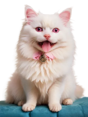 pink cat,himalayan persian,funny cat,cute cat,white cat,snowbell,cat kawaii,doll cat,kittenish,fluffernutter,chiffon,moggie,murgatroyd,cat image,birman,breed cat,ragdoll,felino,whiskas,miao,Illustration,Retro,Retro 17