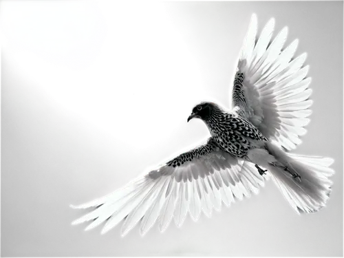 dove of peace,fairy tern,peace dove,doves of peace,black tern,silver tern,white dove,picidae,fantail pigeon,black-winged kite,paridae,flying tern,turtledove,martlet,pigeon flying,cygnes,derivable,tropicbird,bird fly,colibri,Illustration,Black and White,Black and White 11