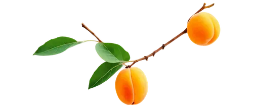 Ripe apricot, golden orange color, glossy skin, slight wrinkles, green leaves attached, stem visible, shallow depth of field, soft natural light, warm color tone, 3/4 composition, close-up shot, still