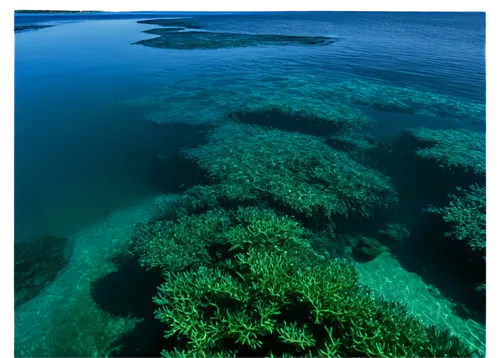 calm ocean, transparent water, gentle waves, soft ripples, sunlight reflection, sparkles on surface, seaweed, coral reef, clear blue color, detailed texture, close-up view, shallow depth of field, war