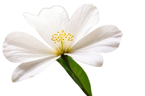 Delicate petals, white flower, 6 petals, soft gentle curves, center yellow stigma, thin stem, green leaves, morning dew, soft sunlight filtering through petals, close-up shot, shallow depth of field, 