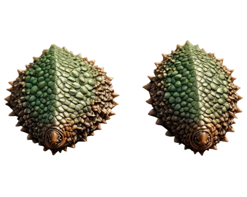 seedpod,pine cone ornament,conifer cones,douglas fir cones,pinecones,seedpods,conifer cone,cactus digital background,acorns,capsule fruits,durian seed,pine cone pattern,seed pod,pinecone,spikelet,cactus,fir cone,cardamon pods,seeds,pine cone,Art,Classical Oil Painting,Classical Oil Painting 25