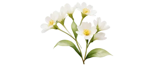 tulip white,flowers png,tulipa,white tulips,madonna lily,jonquils,avalanche lily,freesias,ornithogalum,tulip background,white lily,easter lilies,tuberose,ornithogalum umbellatum,tulip,tulipa tarda,schopf-torch lily,tulip flowers,flower illustration,tulip on snow,Photography,Documentary Photography,Documentary Photography 17