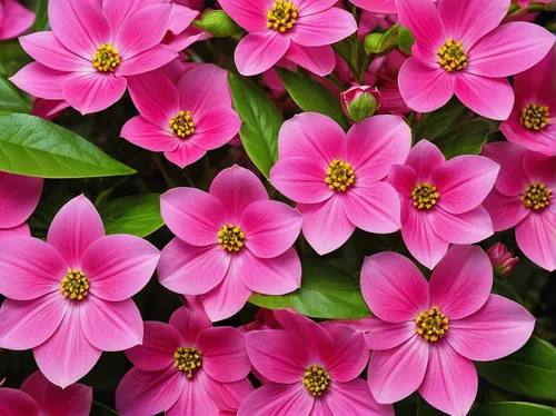 pink wallpapers, Plant, Website Backgrounds, Flora,pink periwinkles,pink flowers,flowers png,oxalis,pink petals,flower pink,oxalis iron cross,pink plumeria,oxalis deppei iron cross,pink flower,flower 