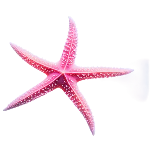 sea star,starfishes,starfish,bascetta star,echinoderm,star anemone,star flower,magic star flower,nautical star,six-pointed star,star anise,asteracea,star illustration,six pointed star,pink octopus,star-shaped,sea-urchin,kriegder star,clove pink,rating star,Conceptual Art,Daily,Daily 09