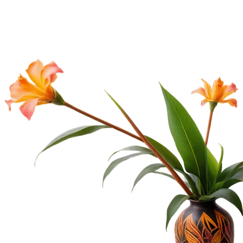 flowers png,orange flower,epidendrum,masdevallia,flower background,strelitzia orchids,orange lily,lantern plant,ikebana,flame flower,clivia,orange flowers,tulip background,decorative flower,bombacaceae,elven flower,flower wallpaper,artificial flower,exotic flower,illicium,Conceptual Art,Oil color,Oil Color 03