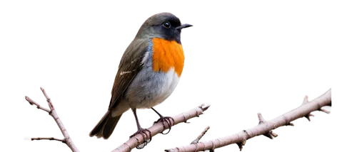 daurian redstart,american redstart,redstart,orange-bellied flowerpecker,rufous,eastern yellow robin,flame robin,chestnut sided warbler,american robin,turdus philomelos,dickcissel,male finch,black redstart,bull finch,african dusky flycatcher,european robin,white-crowned,white-headed munia,sterna hirundo,tyrant flycatcher,Illustration,Vector,Vector 12