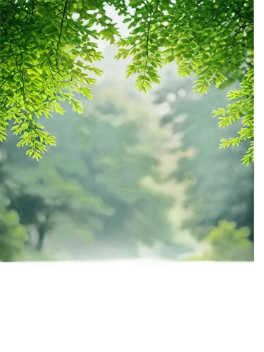 forest background,temperate coniferous forest,background vector,aaa,aa,tropical and subtropical coniferous forests,background view nature,birch tree background,landscape background,green forest,coniferous forest,spring leaf background,evergreen trees,green background,green trees,fir forest,green wallpaper,transparent background,forest landscape,deciduous forest,Unique,Paper Cuts,Paper Cuts 01