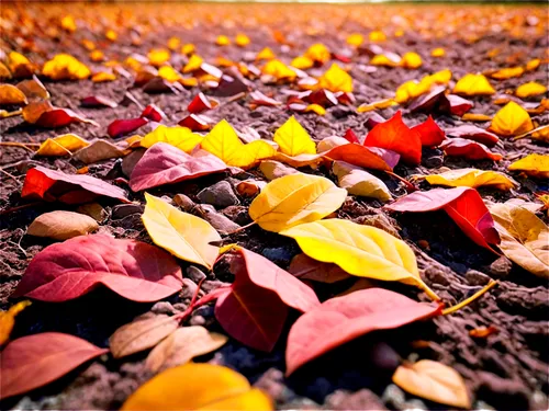 fallen leaves,autumn background,autumn leaves,fallen colorful,colored leaves,colors of autumn,fall leaves,colorful leaves,autumn frame,autumn colors,autumnal leaves,autumn color,fall foliage,autumn,just autumn,autumn leaf,fall,autumn walk,herbst,leaves in the autumn,Photography,Black and white photography,Black and White Photography 15