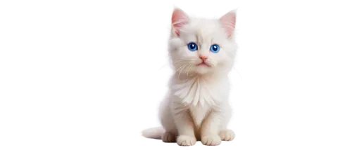 turkish angora,turkish van,cat with blue eyes,blue eyes cat,cat on a blue background,white cat,british longhair cat,japanese bobtail,oriental shorthair,siamese cat,breed cat,birman,cat vector,cat image,cartoon cat,kurilian bobtail,siamese,ragdoll,indian spitz,pet vitamins & supplements,Illustration,Retro,Retro 14