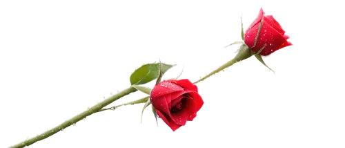 Delicate rose, red petals, soft focus, macro shot, water droplets on petals, thorny stem, leaves with veins, warm natural light, shallow depth of field, 1/2 composition, subtle bokeh effect, high reso