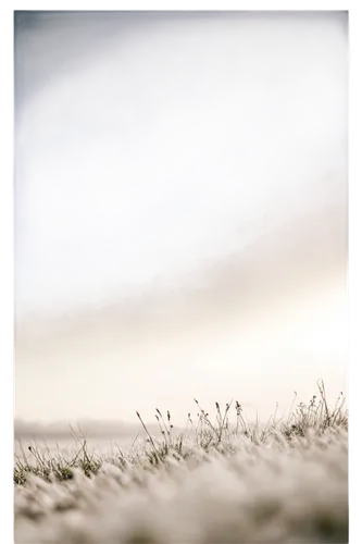 cotton grass,grassland,steppe,dry grass,grasses in the wind,marram grass,beach grass,grasslands,wheat grasses,salt pasture,ground frost,dune grass,long grass,trembling grass,the beach-grass elke,dried grass,silver grass,snowfield,snow fields,grasses,Conceptual Art,Graffiti Art,Graffiti Art 03