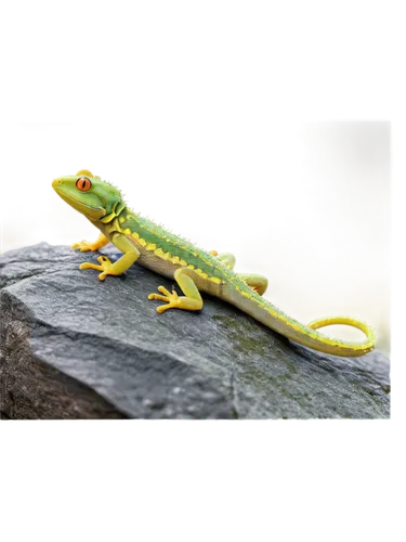 phelsuma,day gecko,green crested lizard,basiliscus,green lizard,anole,anolis,malagasy taggecko,anoles,gecko,emerald lizard,agamid,eastern water dragon lizard,wonder gecko,collared lizard,basilisks,eastern water dragon,hemidactylus,eastern dwarf tree frog,ameiva,Art,Artistic Painting,Artistic Painting 21