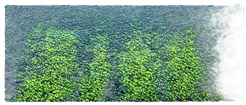 water spinach,green soybeans,hedge,soybeans,background ivy,fodder plants,chlorosis,duckweed,stereograms,parsley leaves,puccinia,groundcover,corn stalks,stereogram,green wheat,crops,bushes,corn field,crop plant,cypresses,Photography,Black and white photography,Black and White Photography 03