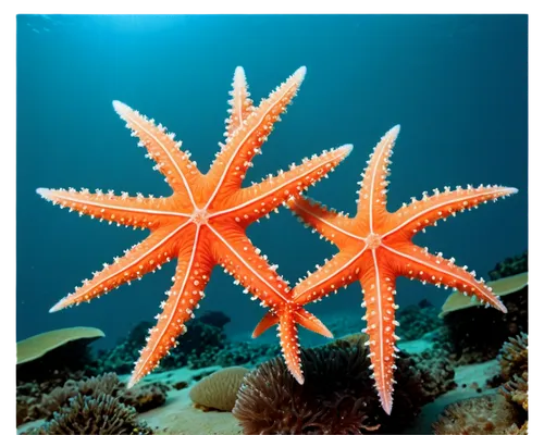 Starfish, underwater creature, five arms, blue and orange stripes, shiny smooth skin, tiny eyes, suckers on underside, lying flat, ocean floor, soft coral surroundings, warm sunlight filtering through