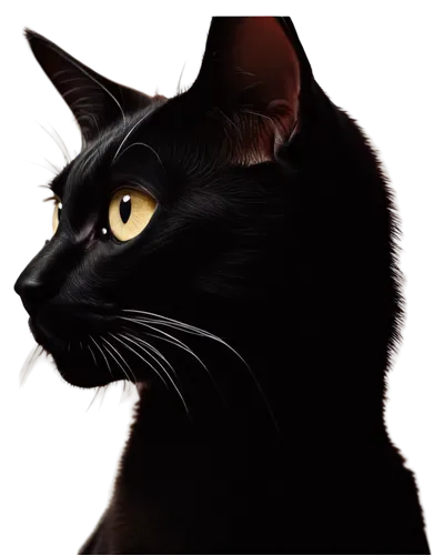 ravenpaw,shadowclan,black cat,bagheera,pyewacket,halloween black cat,melanism,cat vector,samhain,salem,firecat,pet black,derivable,dark portrait,brambleclaw,riverclan,thunderclan,melanistic,graystripe,windclan,Photography,Fashion Photography,Fashion Photography 12