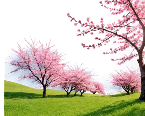 spring background,springtime background,japanese sakura background,spring leaf background,landscape background,cherry trees,sakura trees,sakura background,nature background,background vector,cherry blossom tree,japanese cherry trees,blooming trees,flower background,sakura tree,pink floral background,cherry tree,cherry blossoms,spring blossom,pink cherry blossom,Illustration,Japanese style,Japanese Style 09