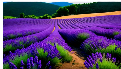 lavender field,lavender fields,lavender cultivation,lavander,lavendar,provence,lavandula,purple landscape,lavender flowers,lavender flower,laventhol,the lavender flower,purple wallpaper,lavenu,lavender,lavenders,defend,purple blue ground,moniquet,wavelength,Illustration,Realistic Fantasy,Realistic Fantasy 45