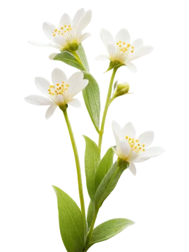 flowers png,candytuft,flower wallpaper,wood daisy background,star of bethlehem,flower background,tea flowers,valeriana,starflower,delicate white flower,camomile flower,lily of the valley,stellaria,garden star of bethlehem,sandwort,lilly of the valley,decumbens,lily of the field,lilies of the valley,herbs flowers,Illustration,Black and White,Black and White 20