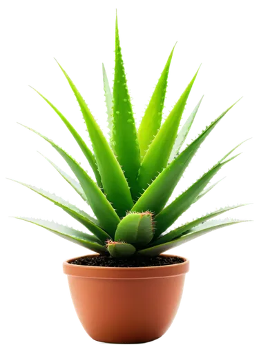 cactus digital background,aloe,aloe vera leaf,torch aloe,pineapple plant,desert plant,dracaena,aloes,succulent plant,potted plant,potted palm,macrozamia,dracena,asparagaceae,houseplant,green plant,escheveria,citronella,capitata,cryptanthus,Conceptual Art,Oil color,Oil Color 17