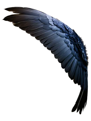 corvidae,raven's feather,corvus corax,bird wing,carrion crow,corvus,black macaws sari,black raven,bird png,bird wings,wing blue color,fish crow,3d crow,hyacinth macaw,andean condor,corvus corone,crow-like bird,black feather,raven rook,winged,Photography,Artistic Photography,Artistic Photography 10