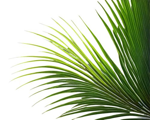 palm leaf,palm fronds,palm leaves,palm tree vector,green wallpaper,tropical leaf,grass fronds,cycas,pine needle,fishtail palm,coconut leaf,cycad,fan palm,feather bristle grass,palmtree,wine palm,tropical leaf pattern,palme,palm branches,arecaceae,Art,Artistic Painting,Artistic Painting 50