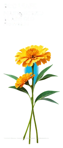 flowers png,flower illustrative,flower illustration,flower and bird illustration,xerochrysum bracteatumm,flower background,marigold flower,sunflowers in vase,flower vase,artificial flower,flower painting,flower drawing,pot marigold,yellow gerbera,flower design,decorative flower,the trumpet daffodil,calenduleae,flower art,flower arrangement lying,Unique,Design,Infographics