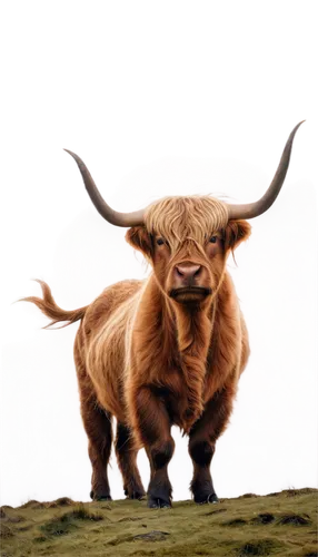 scottish highland cattle,highland cattle,highland cow,scottish highland cow,yak,ox,horns cow,texas longhorn,watusi cow,mountain cow,alpine cow,gnu,bos taurus,longhorn,horoscope taurus,galloway cattle,aurochs,taurus,oxen,bovine,Photography,Fashion Photography,Fashion Photography 08