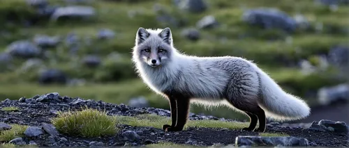 Wild Arctic fox in Iceland. Sometimes called mountain-fox.,patagonian fox,arctic fox,south american gray fox,grey fox,vulpes vulpes,red fox,a fox,kit fox,swift fox,ibexes,hare of patagonia,european wo