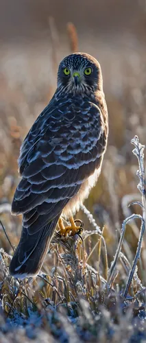 A female juvenile northern harrier sits in a frosty meadow,burrowing owl,sharp shinned hawk,sparrow hawk,glaucidium passerinum,eurasian pygmy owl,sparrowhawk,northern harrier,galliformes,plains spadef