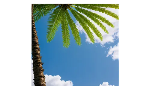 palm tree vector,palm tree,palmtree,coconut palm tree,coconut tree,palm,wine palm,fishtail palm,fan palm,palms,easter palm,palm in palm,coconut palm,coconut palms,palm tree silhouette,giant palm tree,palmtops,palm forest,two palms,palmtrees,Photography,Documentary Photography,Documentary Photography 10