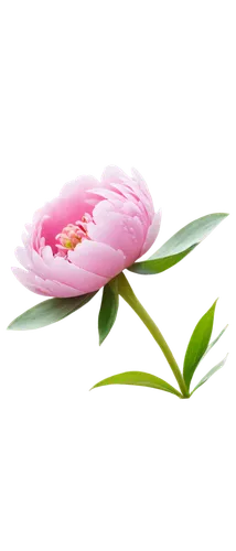 tulip background,pink tulip,flower background,flower wallpaper,flowers png,pink floral background,pink flower,pink water lily,floral digital background,pink tulips,pink lisianthus,pink carnation,pink petals,paper flower background,pink peony,rose png,lotus png,pink water lilies,floral background,pink poppy,Illustration,Japanese style,Japanese Style 14