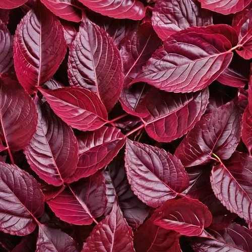 a group of colorful leaves that are laying down,coleus,fall leaf border,colorful leaves,leaf background,spring leaf background,colored leaves