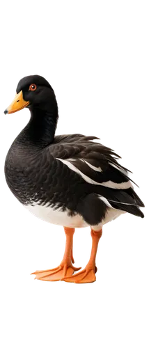 pacific gull,galliformes,black-backed gull,blackduck,ornamental duck,bird png,puffinus,aztec gull,brahminy duck,female duck,puffin,orange gull,kelp gull,cayuga duck,rockerduck,indian sea gull,duck,gullfaks,sea gull,avian,Illustration,Black and White,Black and White 24