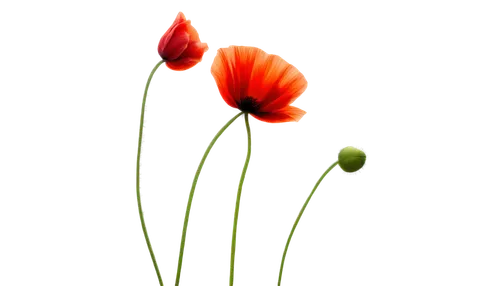 red poppy,tulip background,klatschmohn,orange poppy,flowers png,mohn,poppy plant,poppy flowers,poppy flower,red poppies,poppies,flower background,two tulips,papaver,floral poppy,red anemone,red poppy on railway,poppy anemone,iceland poppy,papaver orientale,Illustration,Black and White,Black and White 17